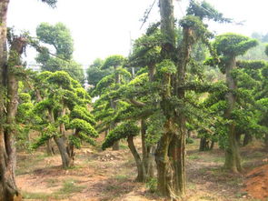 供应兴隆苗圃微型优质 办公室盆栽 榆树盆景