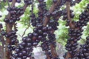 树葡萄的功效与作用 树葡萄的功效与作用 吃树葡萄的好处