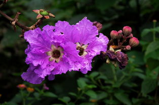 紫色的花有哪些及花名 图片搜索