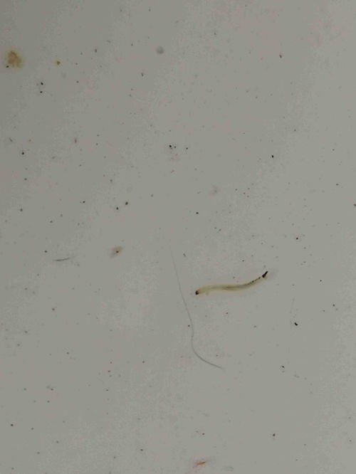 在水里发现这种虫子,有人知道这是什么吗 