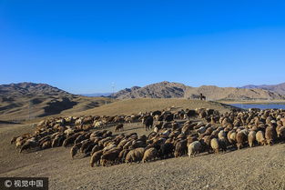 On the move Kazak herdsmen head to winter pastures