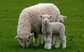 几几年出生的属羊人,一生命好命,下半生注定无忧 