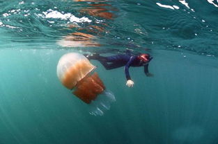 美丽又危险,英国海岸惊现重达64斤的巨型水母 