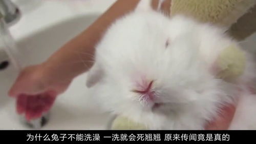 为什么给小兔子洗澡,它就会死亡 兔子真的不能洗澡吗 