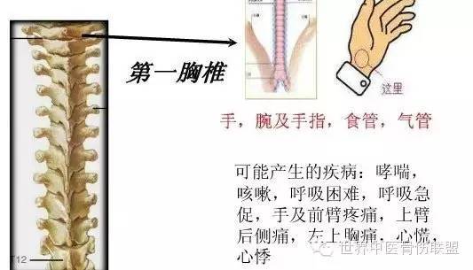 脊椎错位 和108种内脏病变图解