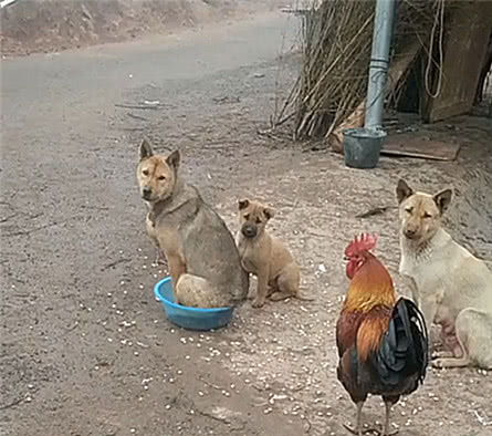 土狗不让鸡吃食,轮流蹲坐在食盆里守护粮食,求鸡的心理阴影面积