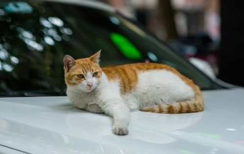 这群广州街头的流浪猫憨态可掬,一点也不怕生