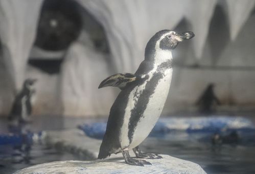 水下舞龙贺新春 新年第一只小企鹅诞生,邀您给它取名字
