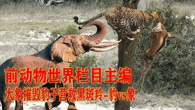 狮子vs鳄鱼大战