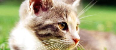 猫为什么怕橘子和牙膏的气味 
