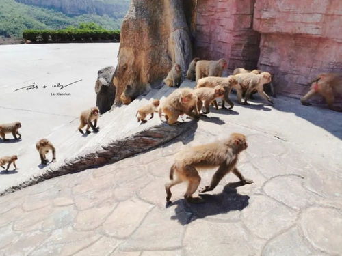 河南济源最有趣的4A级景区,有3800多只野生猴子,被称作中国猴山