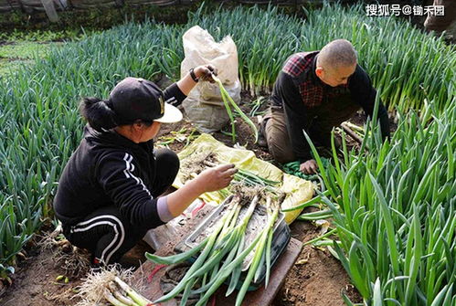 向钱葱 姜你军 来袭 大葱价格涨3倍,生姜价格上涨147.4