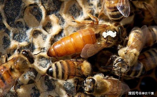 中蜂人工培育蜂王的技术