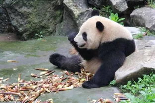 你知道大熊猫吃什么最容易长胖吗 