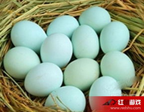 绿皮鸡蛋是怎么回事 绿皮鸡蛋的营养价值