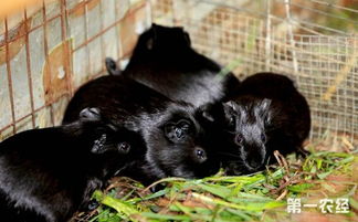 黑豚鼠怎么繁殖 黑豚鼠的繁殖特点与方法