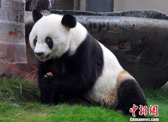 明星熊猫 巴斯 智能复活