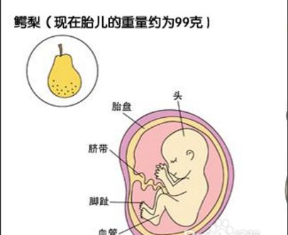 怀孕四个月胎儿生长发育图 孕产保健 生男生女帮 