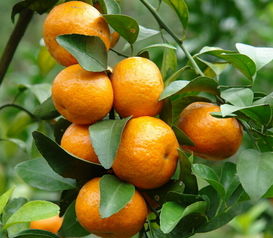 冬天吃橘子能防3种病