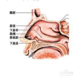 治疗鼻炎什么最好?