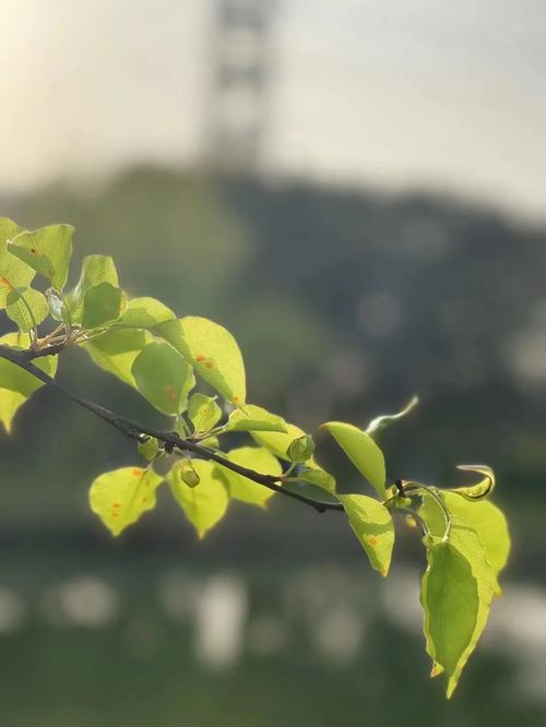 树枝分杈的词语解释,枝丫与枝桠的区别？