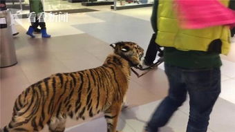 视频 俄罗斯现 遛老虎 逛商场 大猫 悠闲踱步好自在