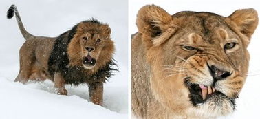 盘点十大猫科动物 狞猫 猞猁 美洲狮 