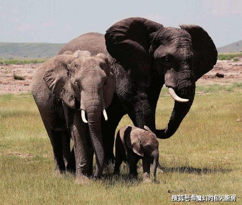 5种长相逆天的大象 长得像闹着玩儿,可惜已灭绝