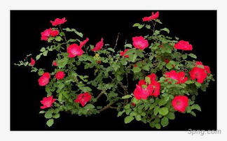 红色蔷薇花图片 米粒分享网 Mi6fx Com