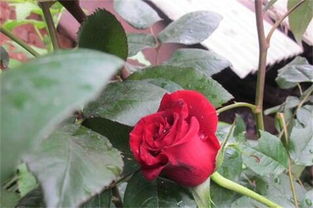 玫瑰花可以插枝成活吗,买回的鲜花养护过后可以扦插吗？