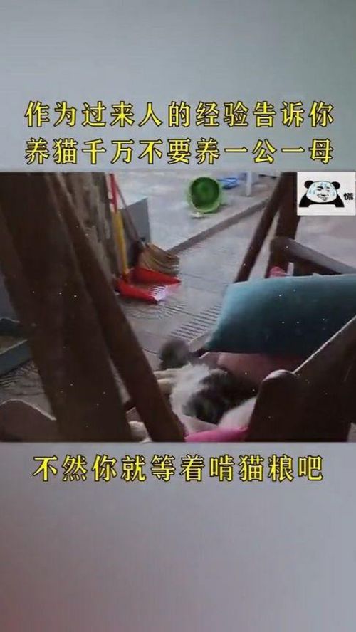 为什么不能养猫一公一母(为什么老人说养猫不能养两只)