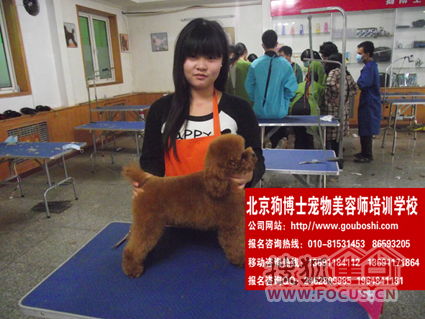 M找宠物美容培训学校 宠物美容师学校 长春宠物美容师培训 北京宠物美容学