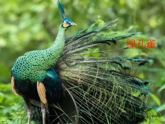 孔雀头上的羽冠是什么？