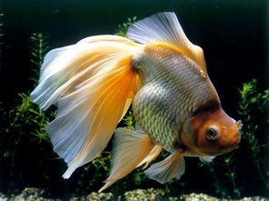 梦见金鱼是什么意思 梦乡中的金鱼是发财的先兆吗