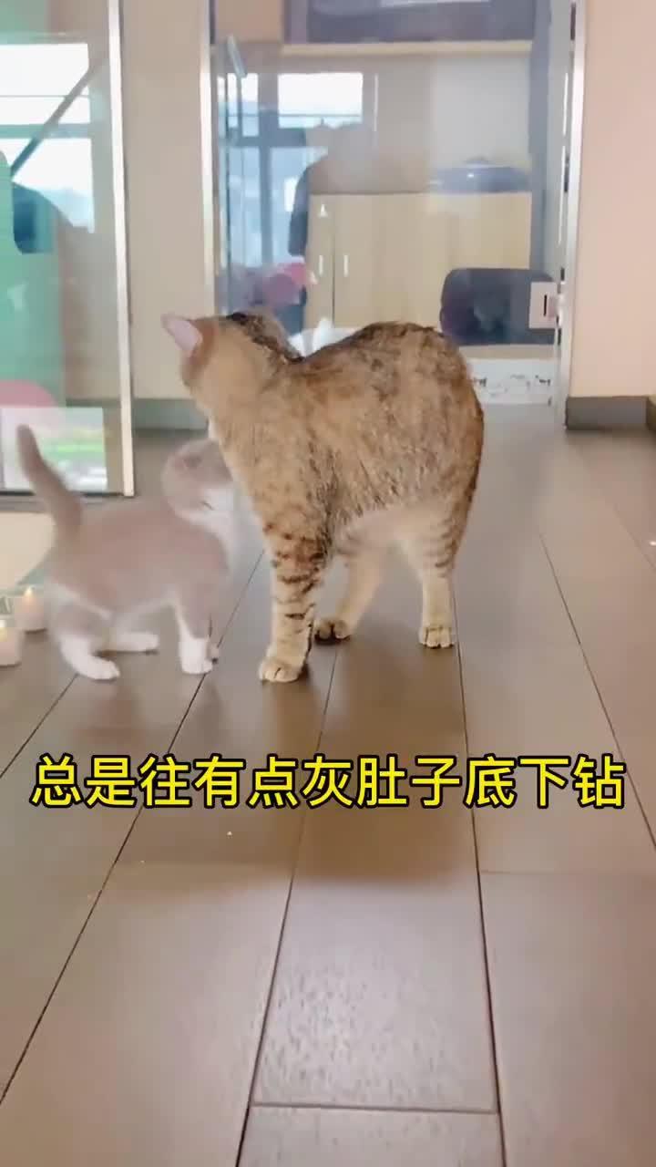 我发现了猫咪踩奶的来由 