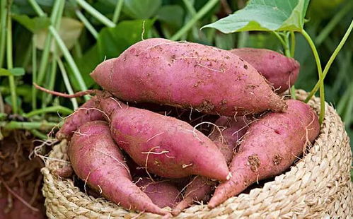 红薯早栽技术要点,红大面积薯种植技术与管理