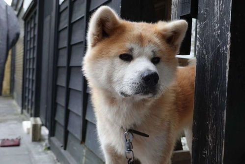 秋田犬真的是 忠犬 吗 不,说起来它远不如中华田园犬