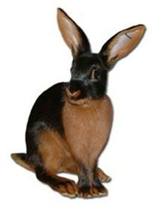 美国黄褐色家兔介绍与价格 美国黄褐色家兔怎么养和寿命和能长多大 爱宠网 