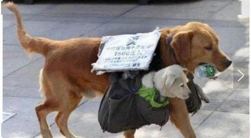 母狗背着两个小狗在街上找新主人,看到牌子上的内容就没人敢要了