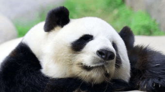 马文与中国大熊猫 – 