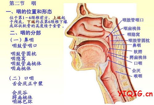 鼻癌的早期症状图片 搜狗图片搜索