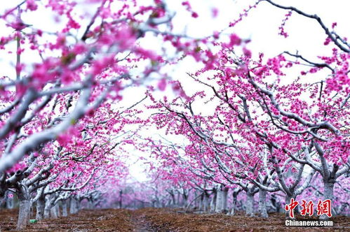 山东青岛 万亩桃花盛开 