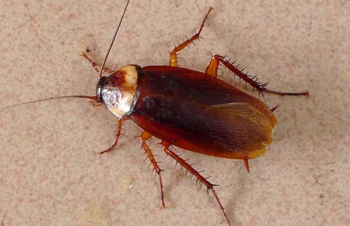 冬季灭蟑总动员 蟑螂 小强 的防制对策