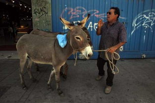 智利首都街头另类 奶站 牵着毛驴 现挤现卖