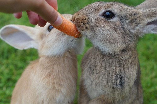 兔子表面很可爱,但繁殖能力爆表,一年四季都能繁殖和人一样