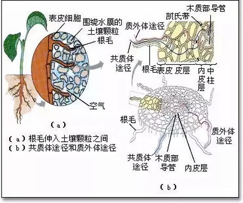 农资 果树补 钙 为什么要加 芸苔素 看完彻底服了