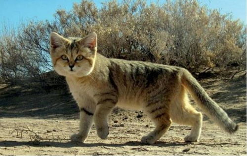 生活在沙漠中的小猫,练就了与众不同的技能,太不可思议了