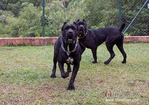 加纳利犬和卡斯罗犬哪个体型比较大 