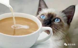 英伦餐厅推荐 全英第一家猫咪咖啡馆 超级萌 