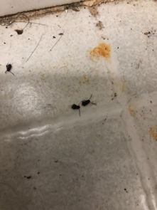 厕所里出现黑色的小虫这是什么啊 